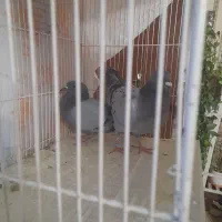 کفتر و عروس هلندی|پرنده|گلبهار, شهر جدید گلبهار|دیوار