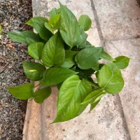 صادرات گل پتوس