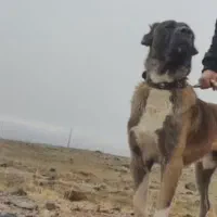 توله های سرابی