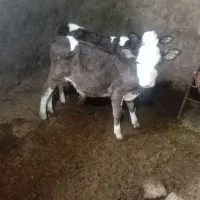 گوساله سمینتال نر ماده|حیوانات مزرعه|دوزین, |دیوار