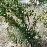 زمین باغی 1000متری درخت 5ساله