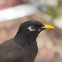 مینا