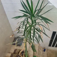 یوکا دومتری|گل و گیاه طبیعی|نجفآباد, باغ نو|دیوار