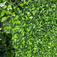 فروش فنس چمنی و برگ ریحون و انگوری