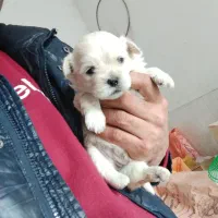 واگذاری توله سگ شیتزو پیکینیز|سگ|قائمشهر, |دیوار