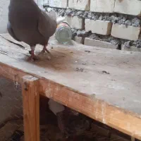 دم سفیدماده باکاغذی زردنر|پرنده|باوی, |دیوار