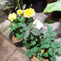 فروش انواع گل های آپارتمانی|گل و گیاه طبیعی|برازجان, |دیوار