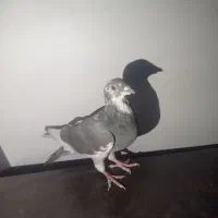 کله ای|پرنده|آباده, |دیوار