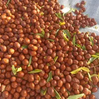 نهال زرشک وعناب از کشاورز|خدمات باغبانی و درختکاری|بیرجند, |دیوار