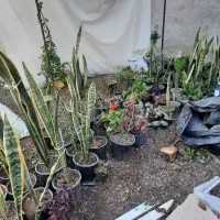 گل آپارتمانی