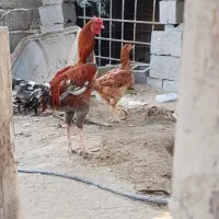 مرغ وخروس|حیوانات مزرعه|میناب, |دیوار