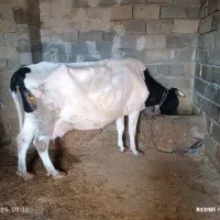 گاو گوساله