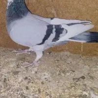 سبز پلنگ نر گمشده