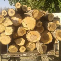 خرید چوب قطع وهرس انواع درختان با اره‌برقی|خدمات باغبانی و درختکاری|کرمانشاه, |دیوار