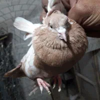 کفتر|پرنده|شیراز, کفترک|دیوار