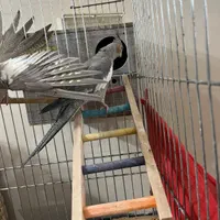 یک جفت عروس هلندی|پرنده|بومهن, |دیوار