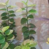 گُل|گل و گیاه طبیعی|سرپل ذهاب, |دیوار