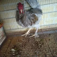 خروس محلی|حیوانات مزرعه|هشتگرد, شهرک وحدت|دیوار