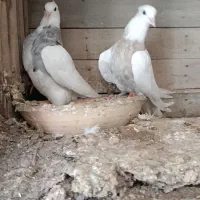 کبوتر طوقی