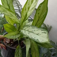 گیاه کاج مطبق|خدمات باغبانی و درختکاری|مراغه, |دیوار