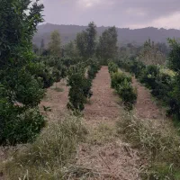 مدیریت باغات مرکبات