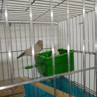 فنچ باجوجه|پرنده|قم, انسجام|دیوار