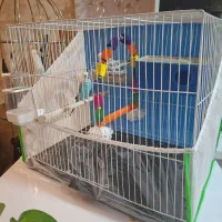 یک جفت مرغ عشق