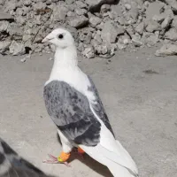 کفتر پلاکی|پرنده|کازرون, |دیوار