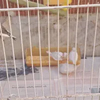 فروش پرنده|پرنده|مشهد, نوده|دیوار