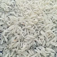 فجر سوزنی نباتی به شرط اصالت