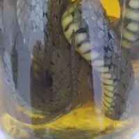 کلکسیونی و کمیاب|کلکسیون اشیاء عتیقه|ملارد, |دیوار