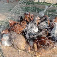 مرغ و خروس محلی|حیوانات مزرعه|هندیجان, |دیوار