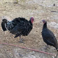 بوقلمون نر|حیوانات مزرعه|چناران, |دیوار