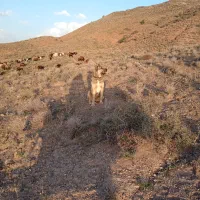 تربت حیدریه روستای نسر قلعه نو