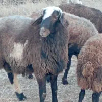 قوچ|حیوانات مزرعه|فریدونشهر, |دیوار