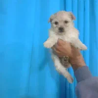 توله سایز ریز