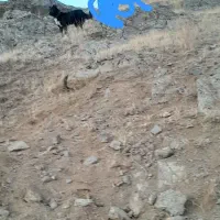 واگذاری سگ نر اصیل ذات قدیم