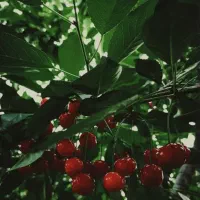 جایی-برای-زندگی-در-قلب-سبزی-و-آرامش-دماوند