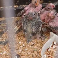 جفت عروس هلندی با ۴جوجه و قفس بزرگ و لانه