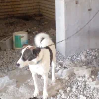 سگ پیتبول و شهر کردی