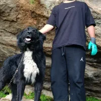 سگ قدرجونی نر