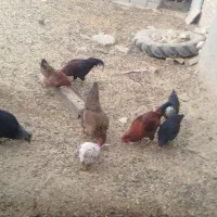 مرغ خروس|حیوانات مزرعه|جوادآباد, |دیوار