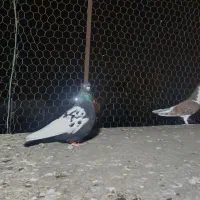 شیش عدد نر رنگی پرشی و چیل کاکولی