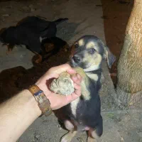 سگ دوبرمن مفت|سگ|تهران, نازیآباد|دیوار