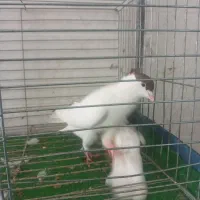 کبوتر|پرنده|اندیمشک, |دیوار