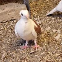 جوجه موفکا