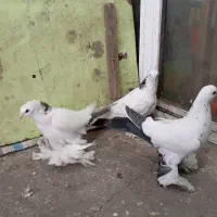 کبوتر الوان