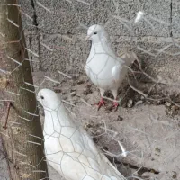 کبوتر پرشی|پرنده|گوراب زرمیخ, |دیوار