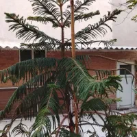 فروش کاج مطبق