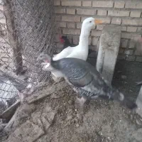 بوغلمو درجه یک|حیوانات مزرعه|دزفول, |دیوار